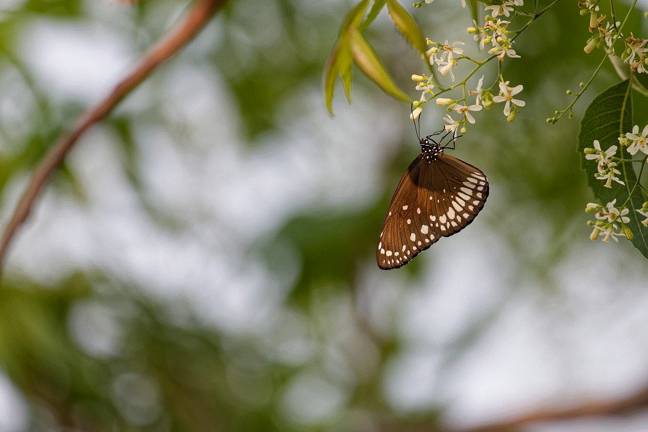 Butterfly Insect