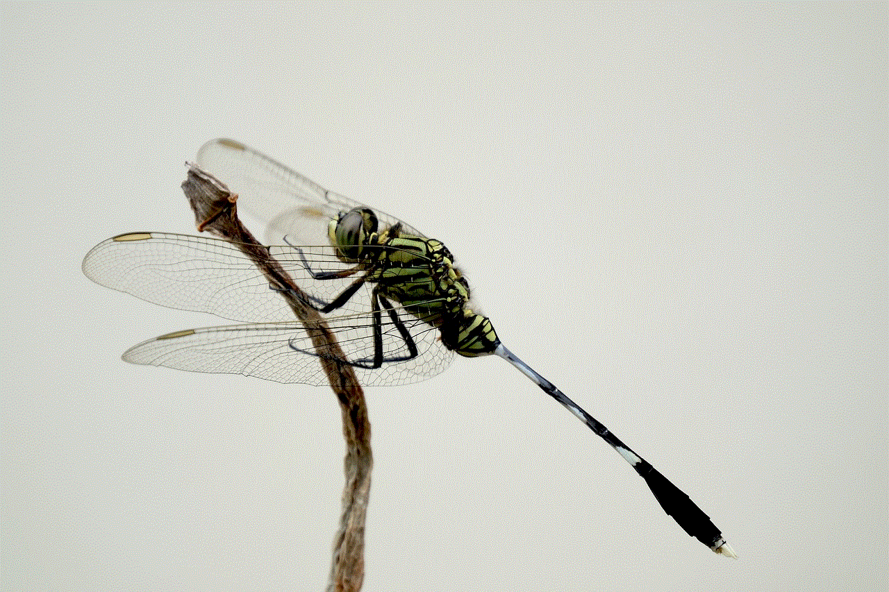 Insect Dragonfly