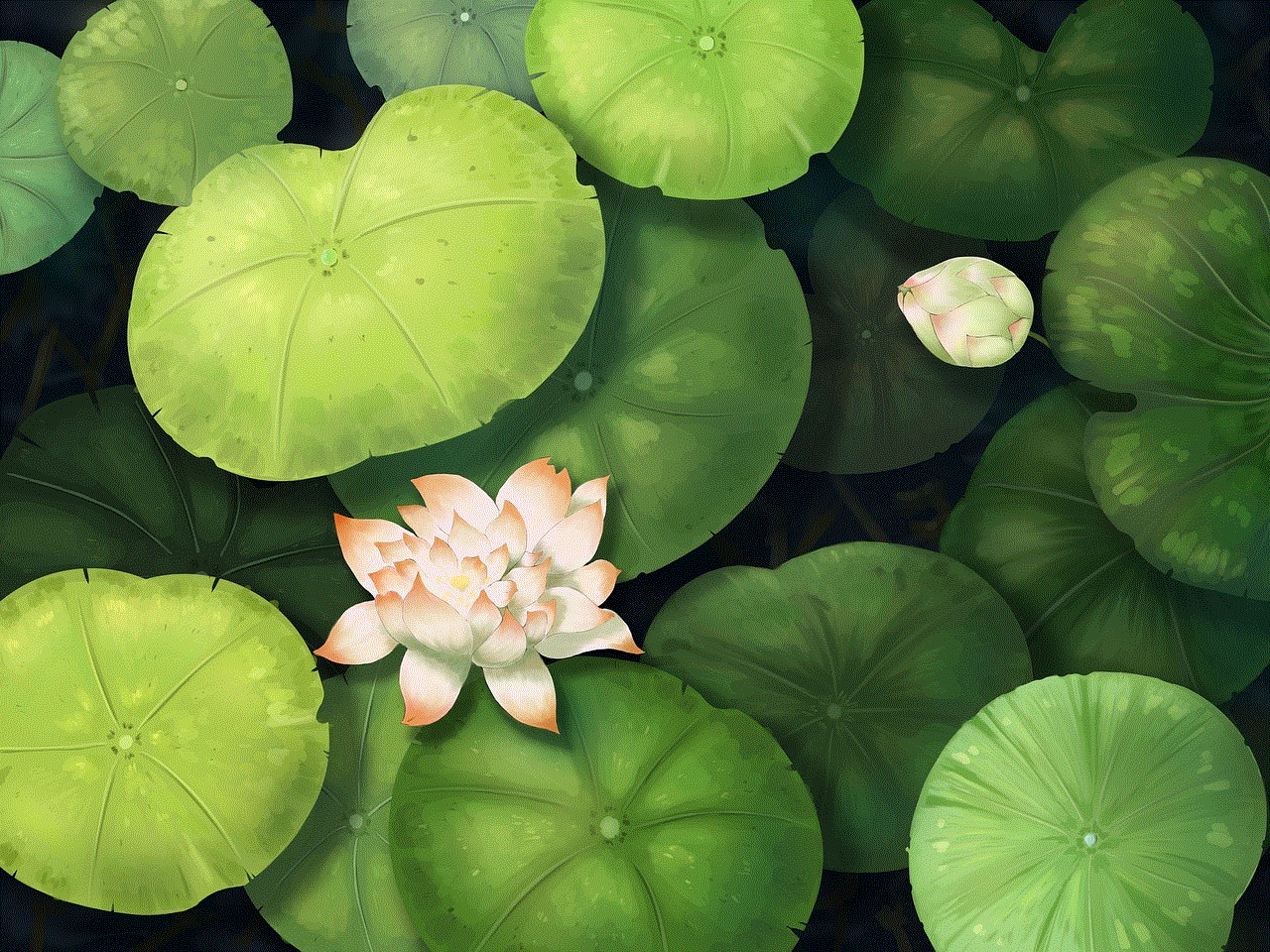 Lotus Lotus Leaves