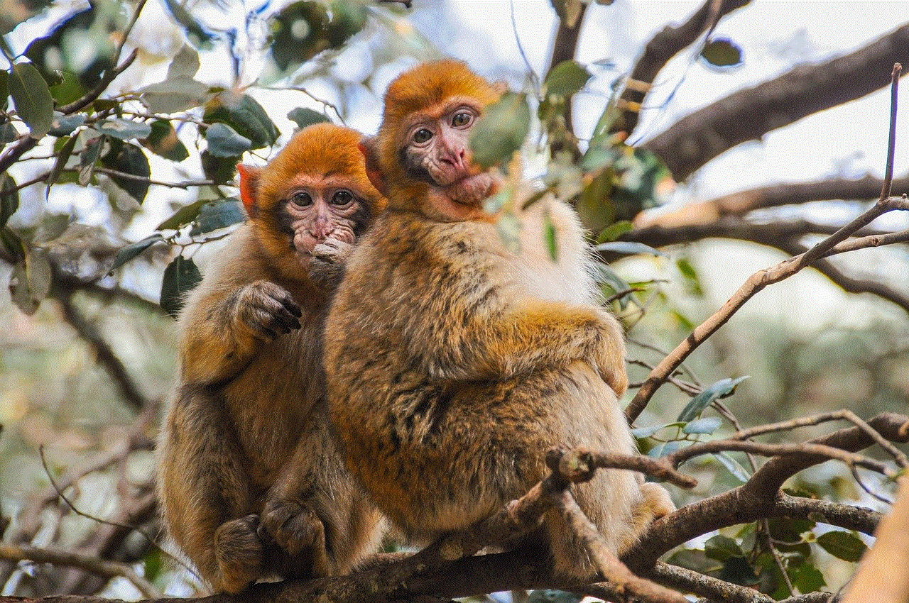 Monkeys Primates