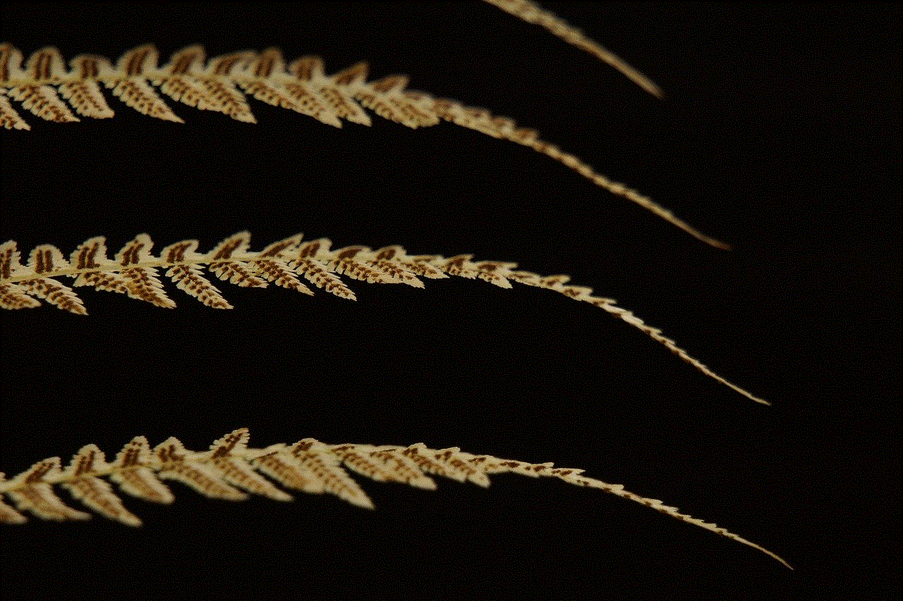 Fern Leaves