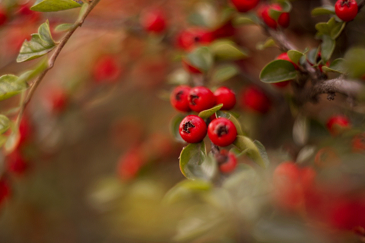 Berries Branches