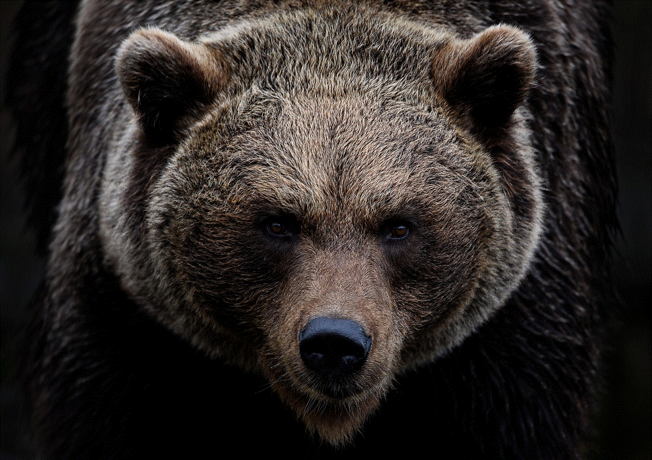Brown Bear Grizzly Bear