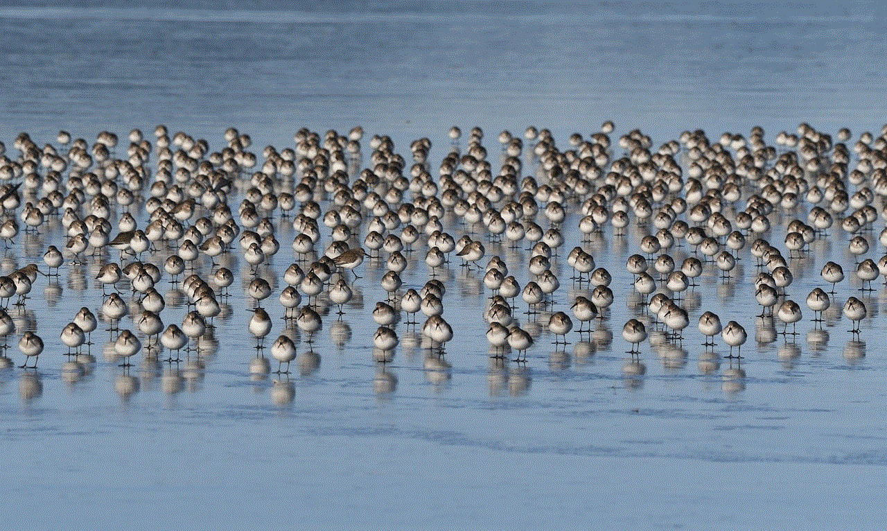 Sandpipers Flock