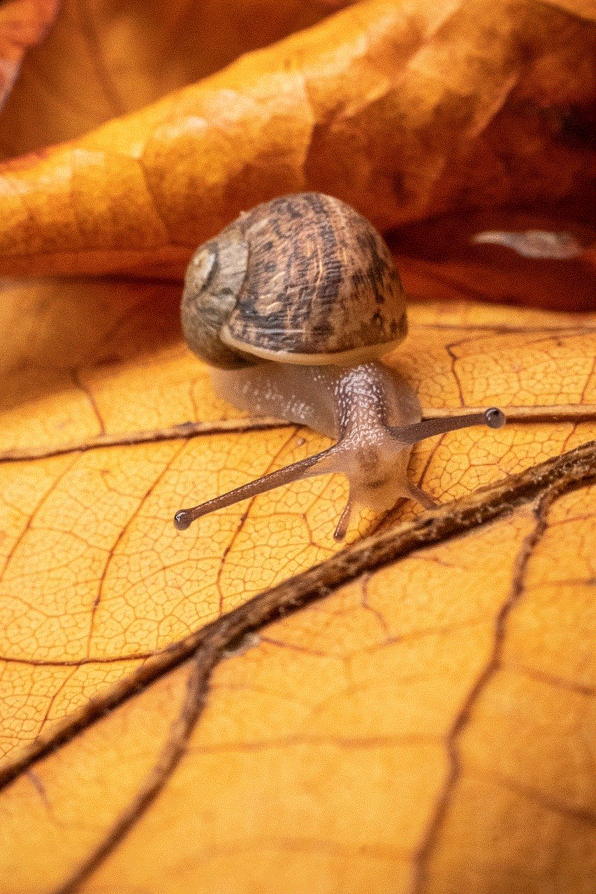 Snail Macrophoto