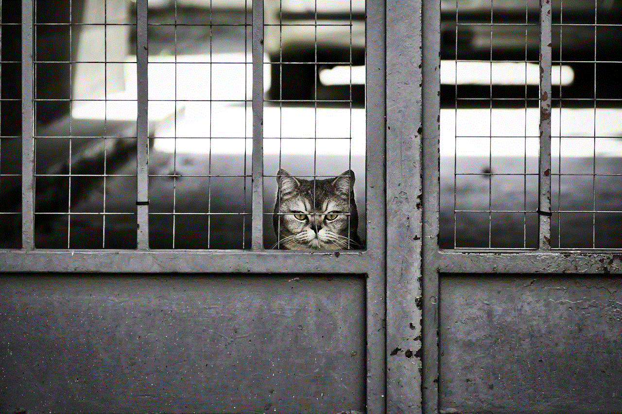 Cat Pet Cat Pet