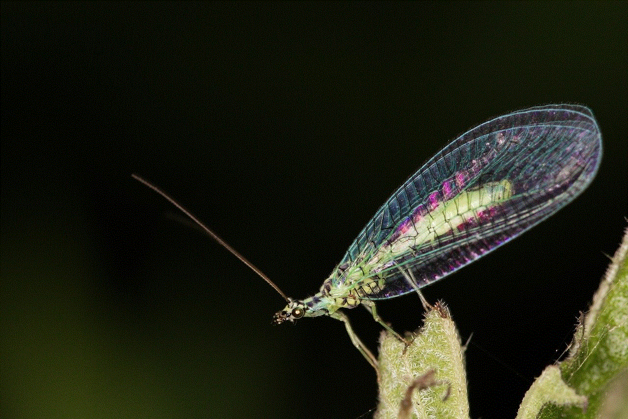 Lacewing Insect