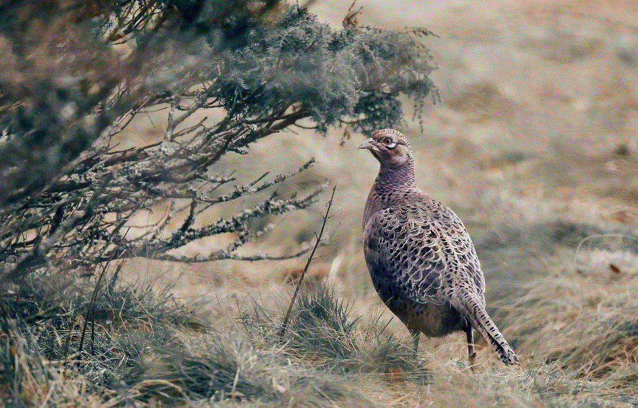 Pheasant Bird