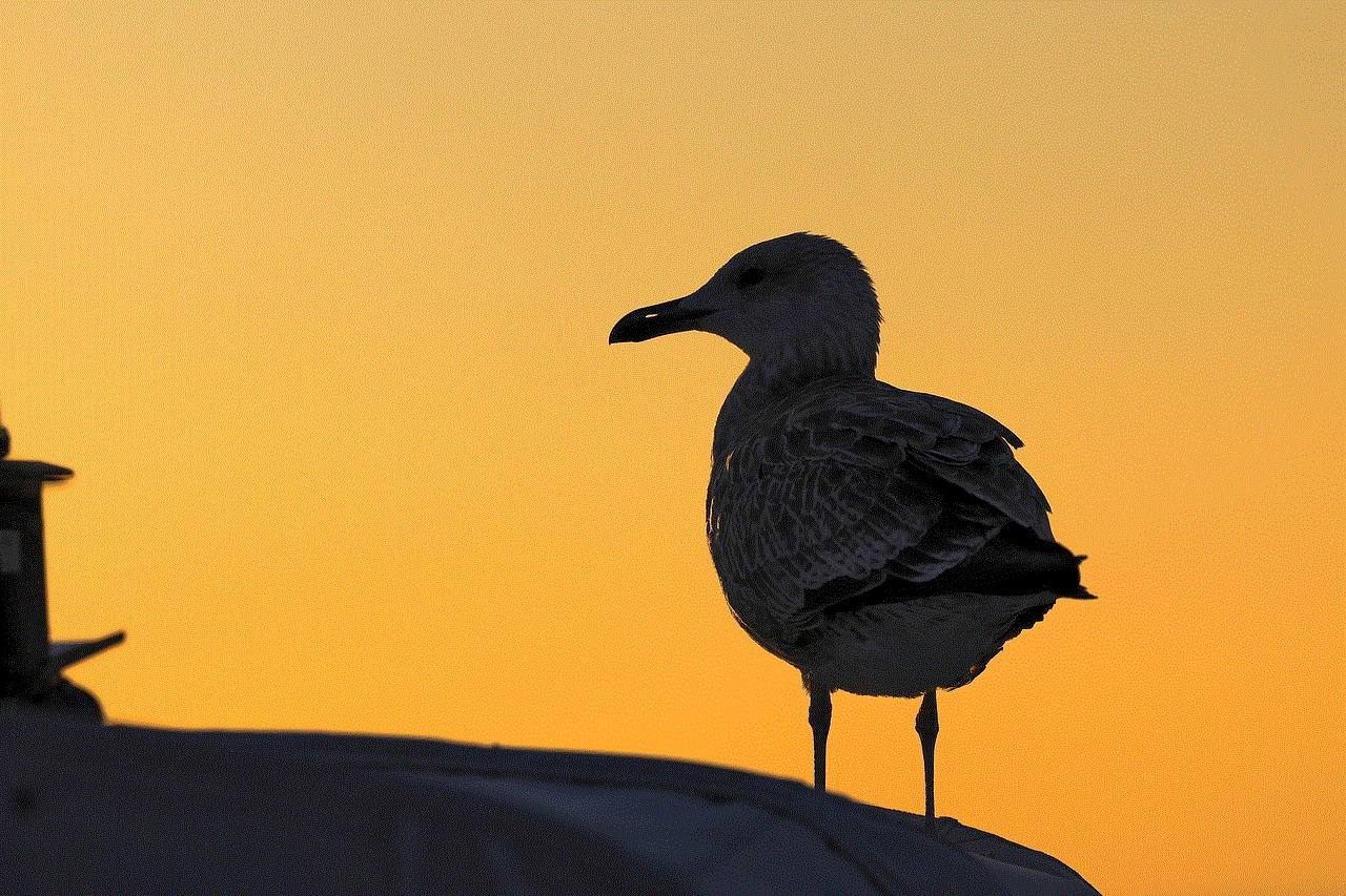 Seagull Gull