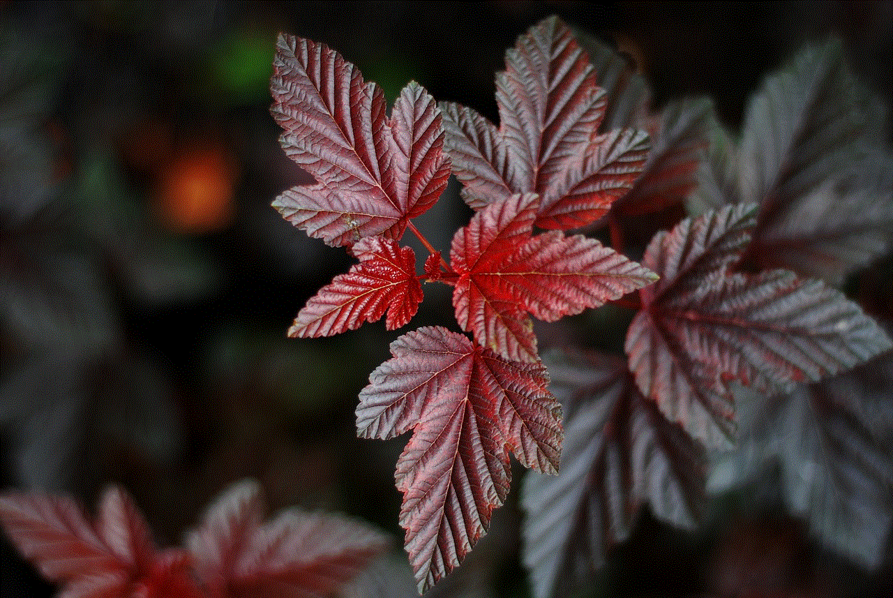 Leaves Beautiful Wallpaper