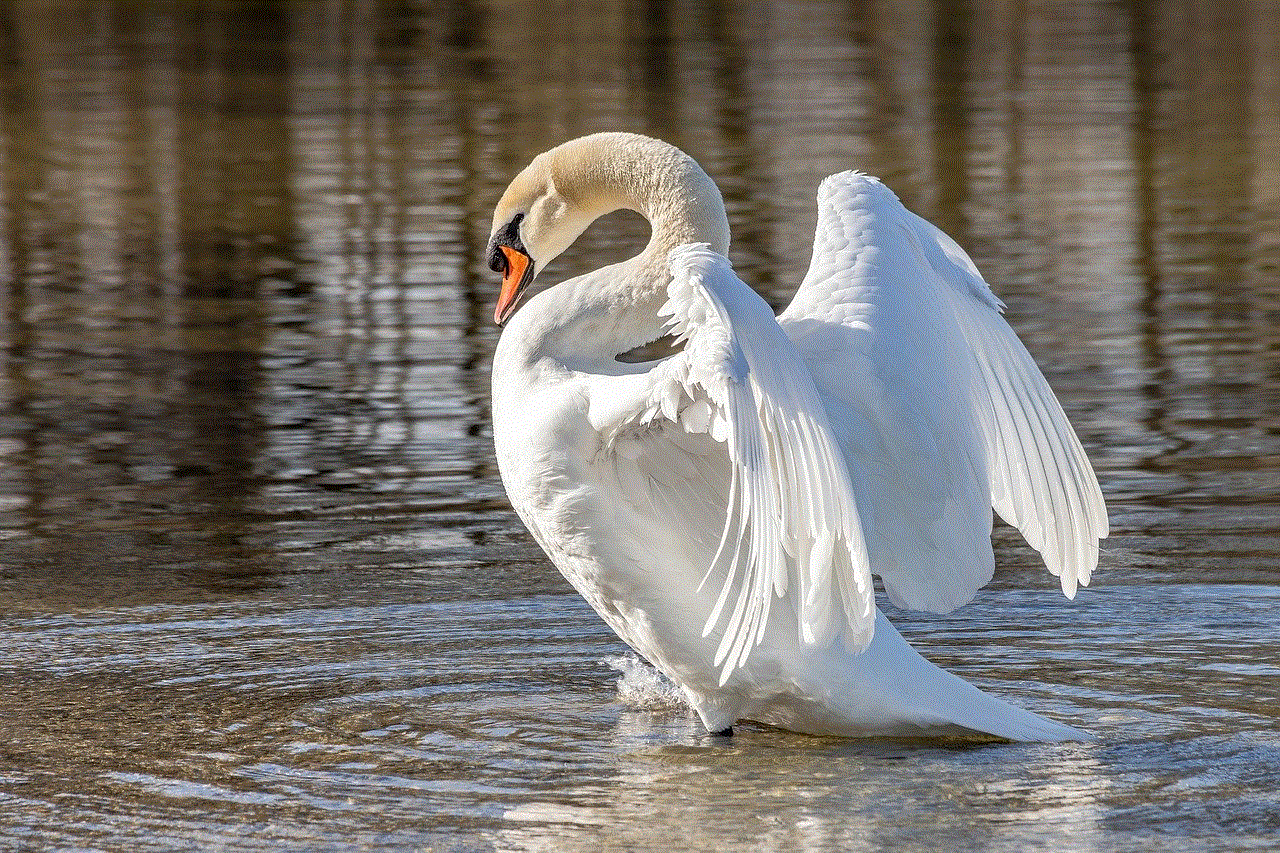 Swan Bird