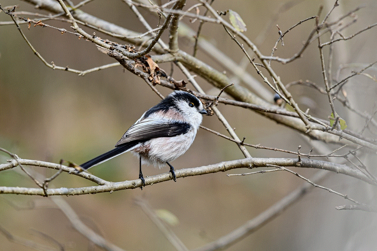 Bird Animal Bird Animal