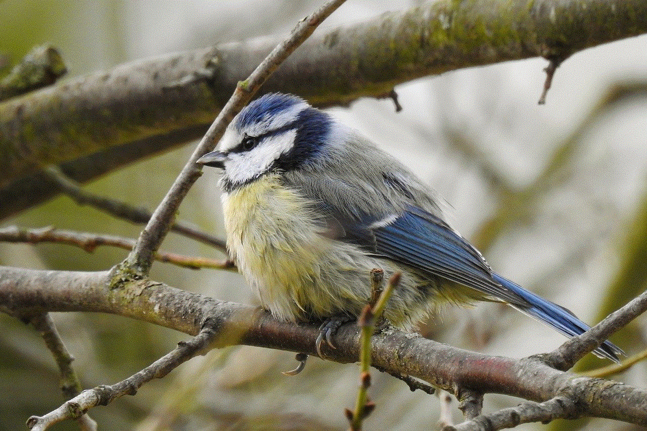 Blue Tit Tit