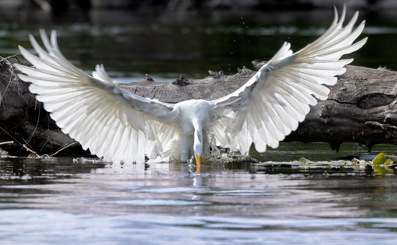 Egret Bird