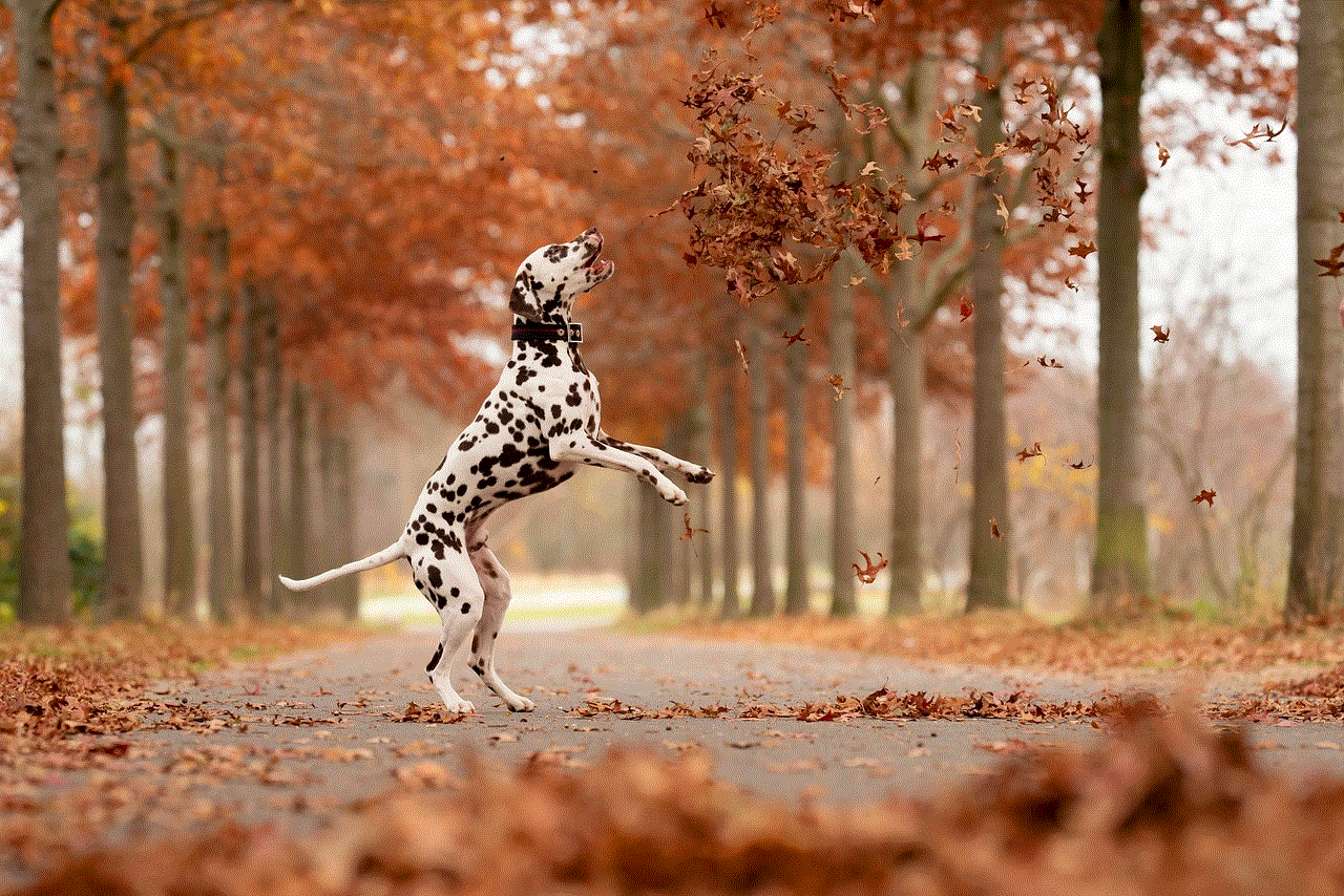 Dalmatian Dog