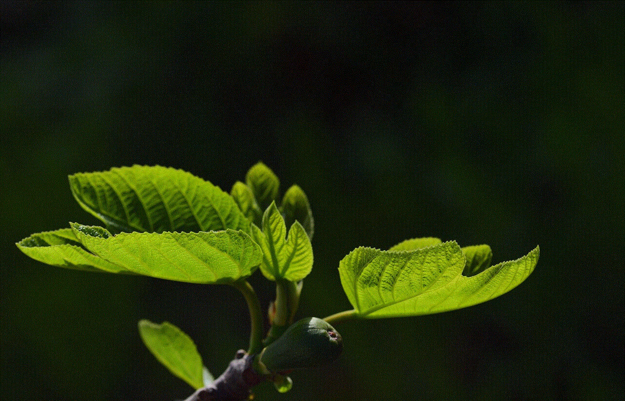 Leaves Fig Leaves
