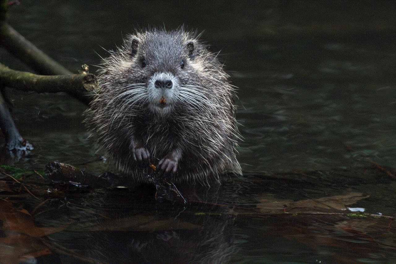 Beaver Rat Nutria