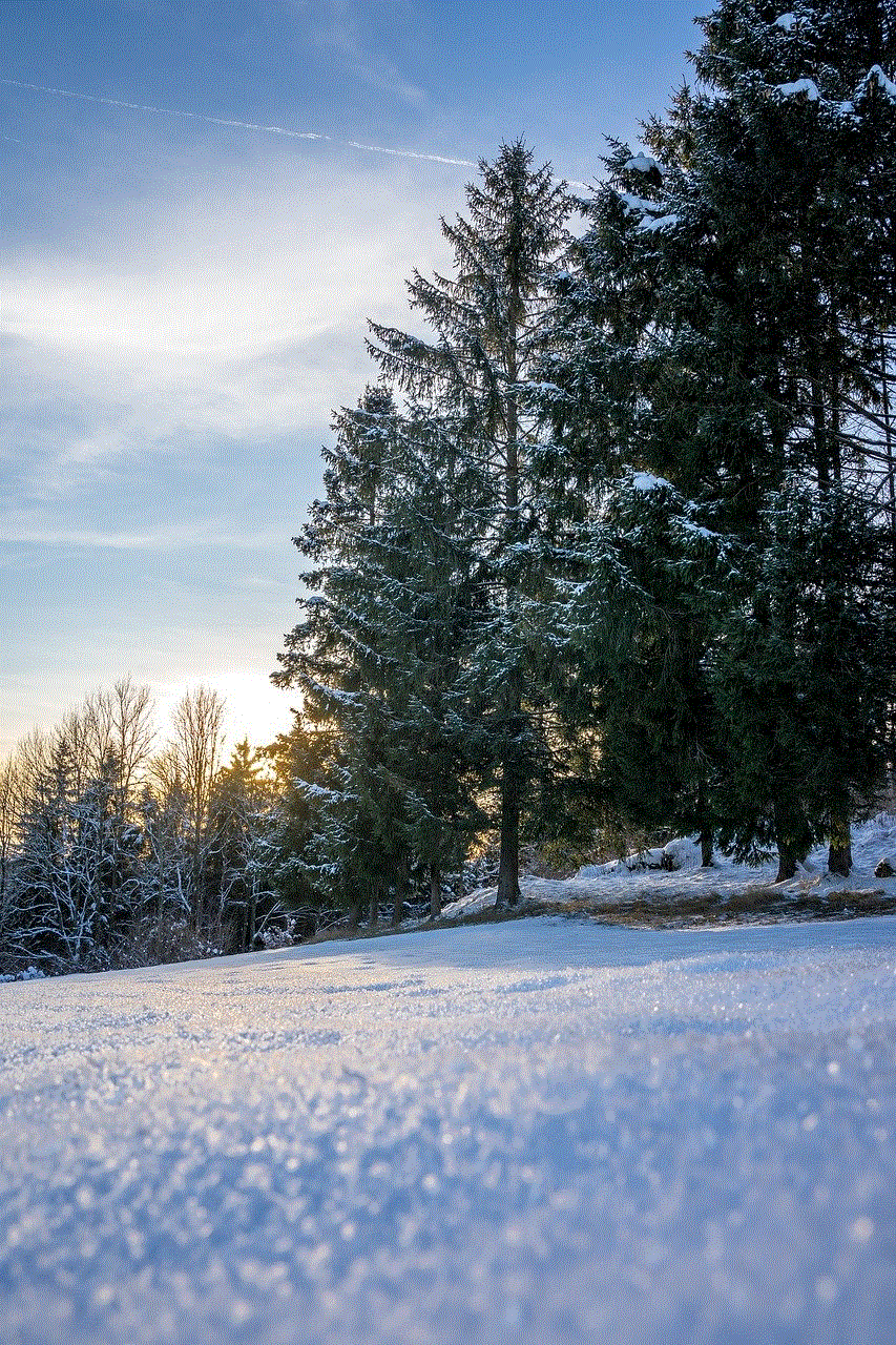 Winter Forest Snow