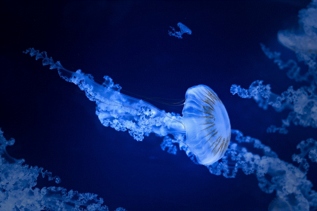 Jellyfish Sea Jellies