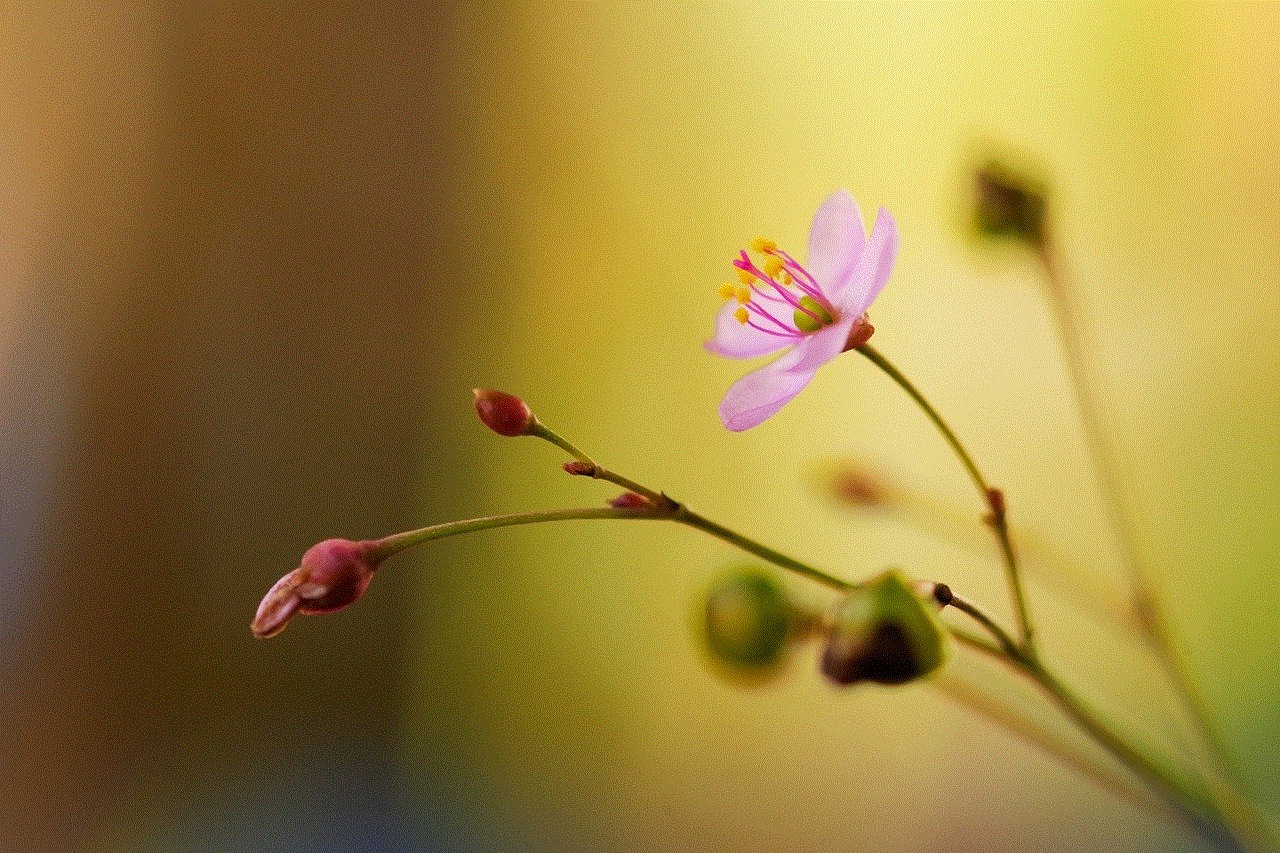 Ground Ginseng Flower