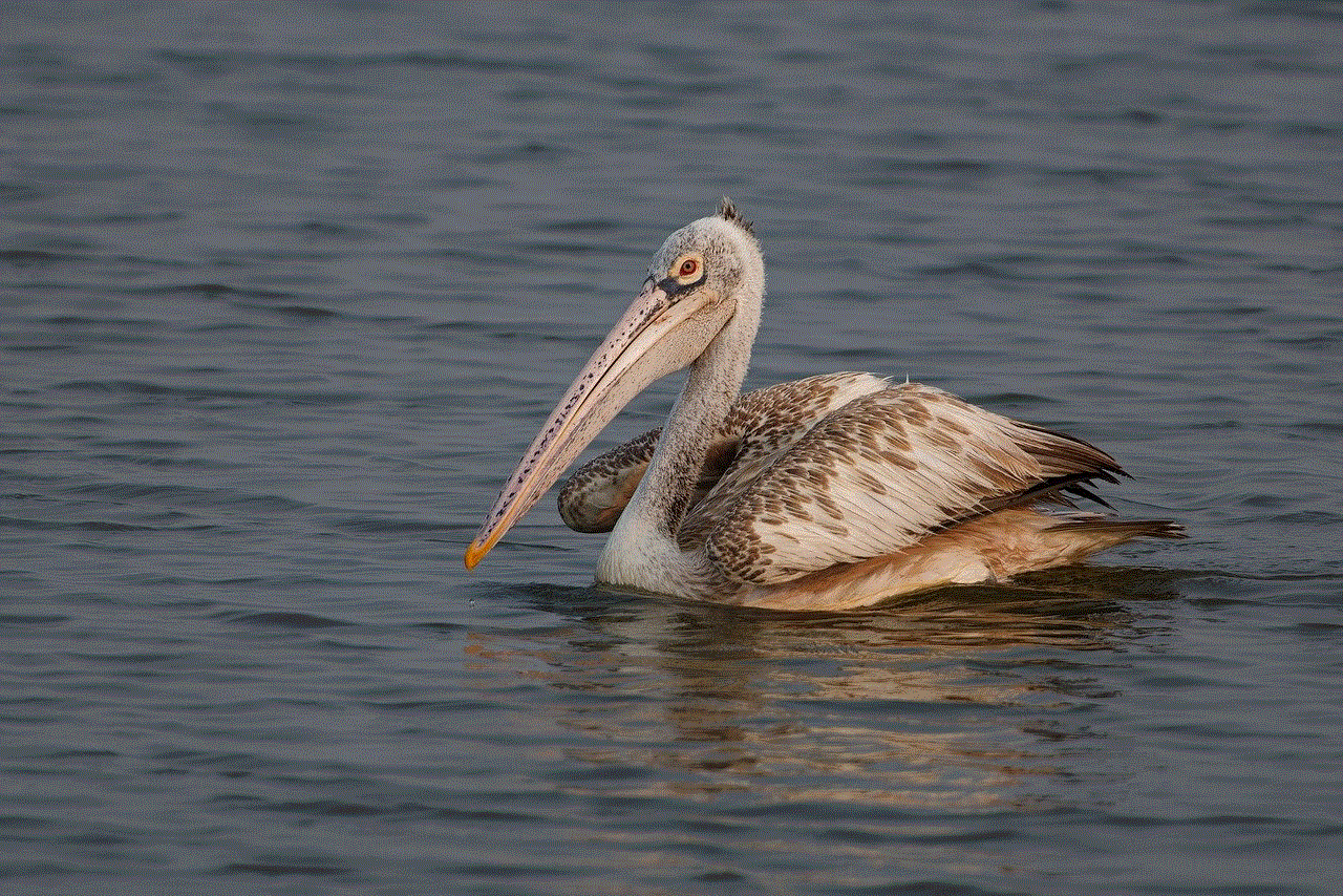 Spot-Billed Pelican Bird