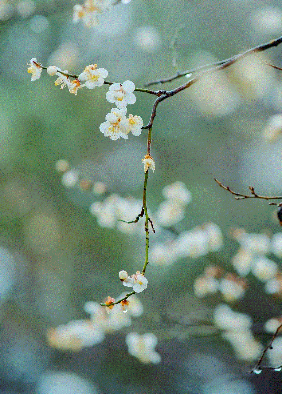 Flowers Beautiful Flowers