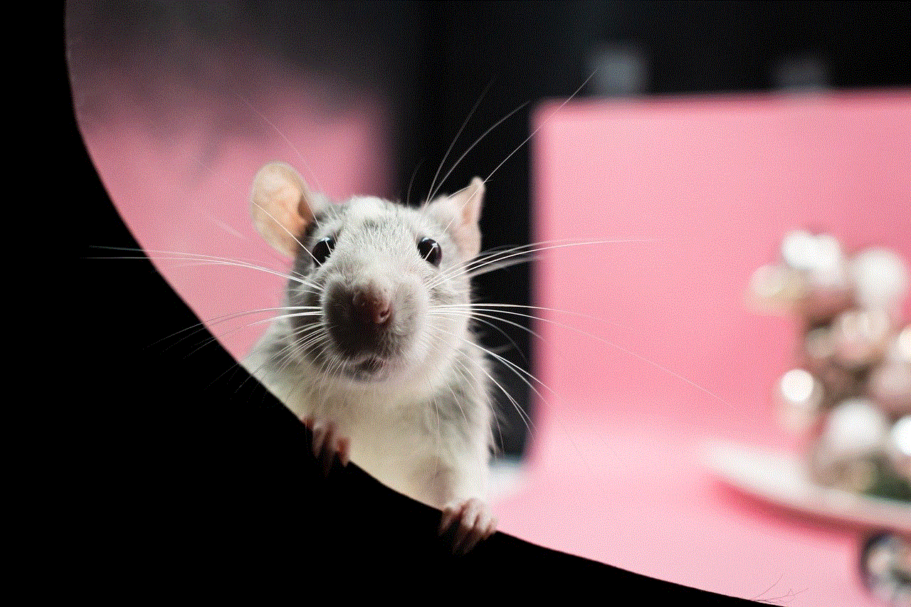 Rat Pet