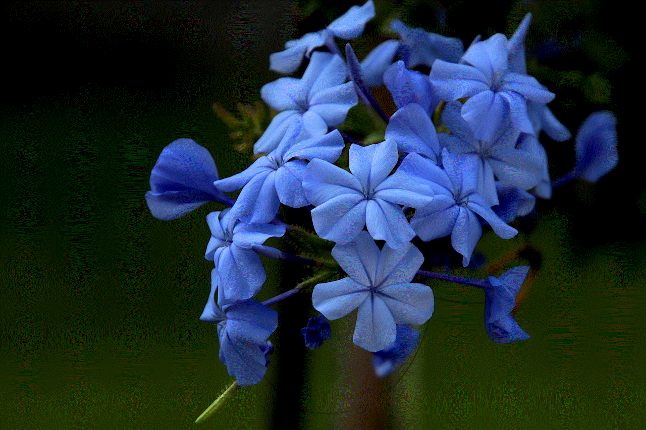 Cape Leadwort Flower Background