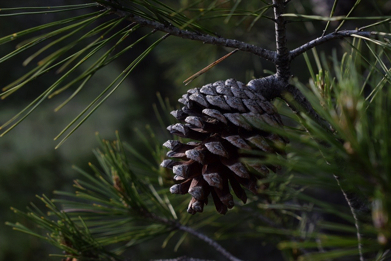 Pine Pine Cone