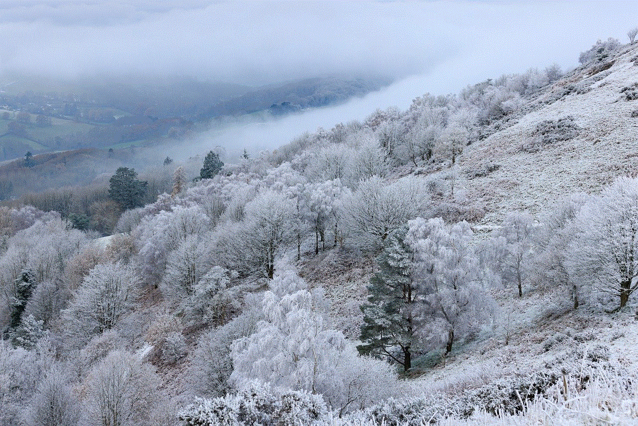 Forest Snow