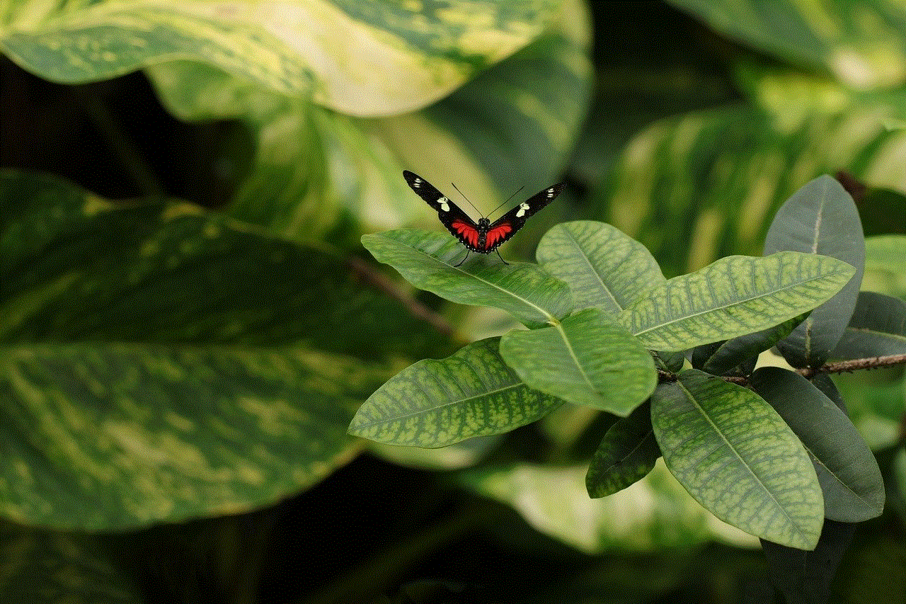 Butterfly Insects