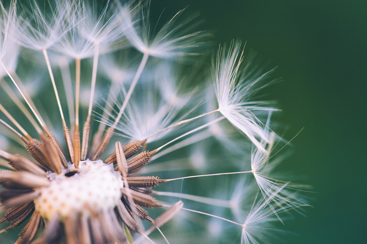 Dandelion Flower