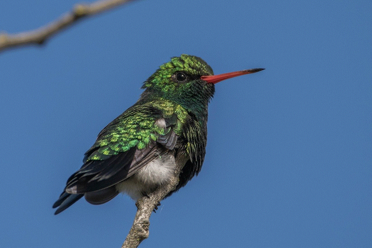 Hummingbird Bird