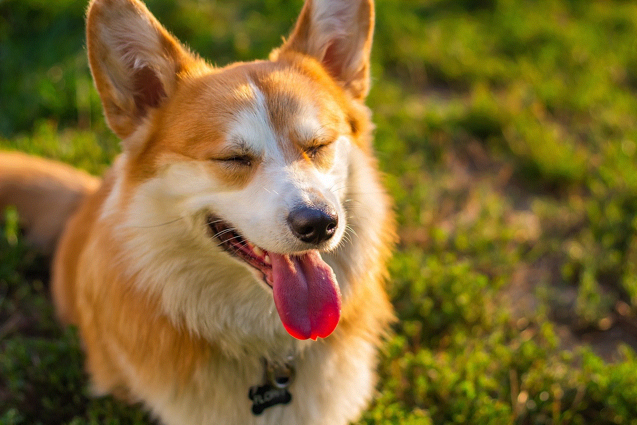 Corgi Dog