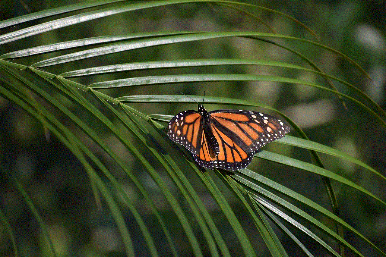 Insect Butterfly