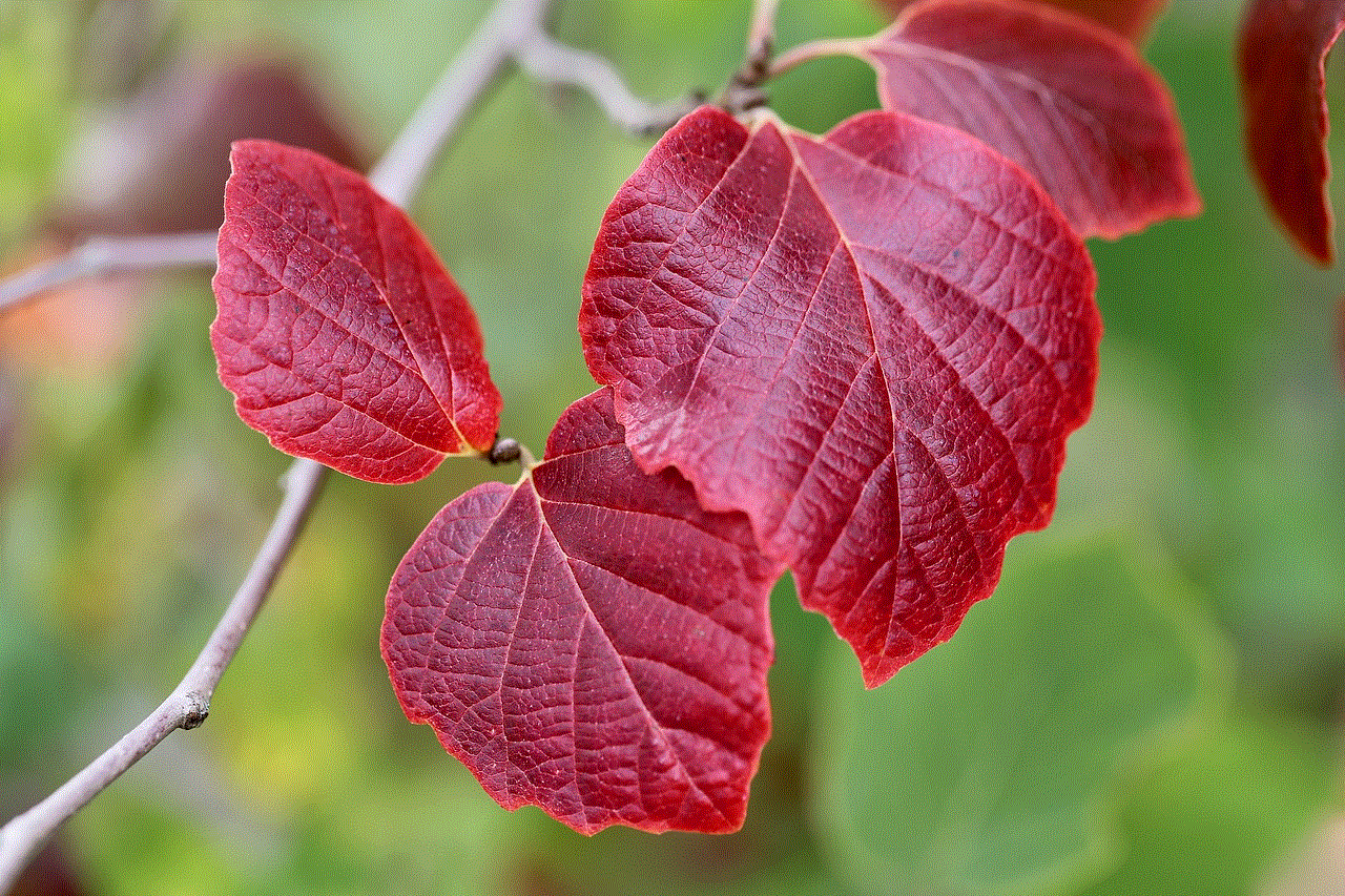 Witch Hazel Hamamelis