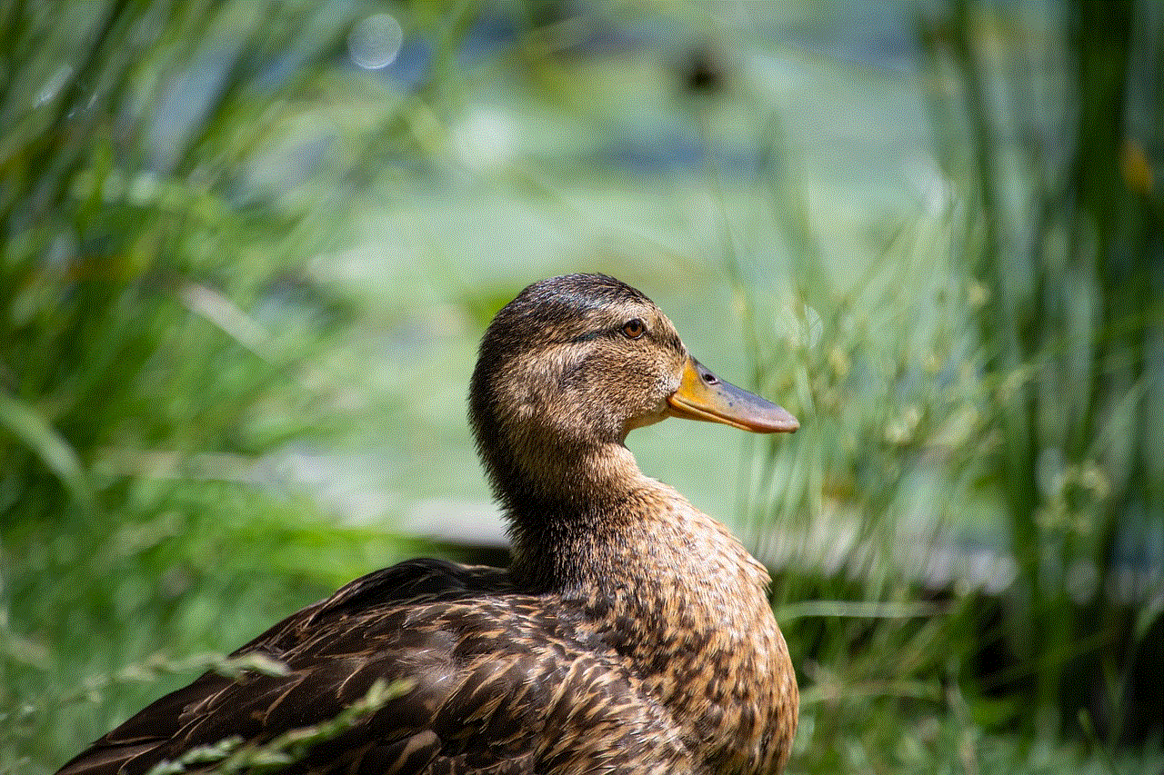 Duck Mallard