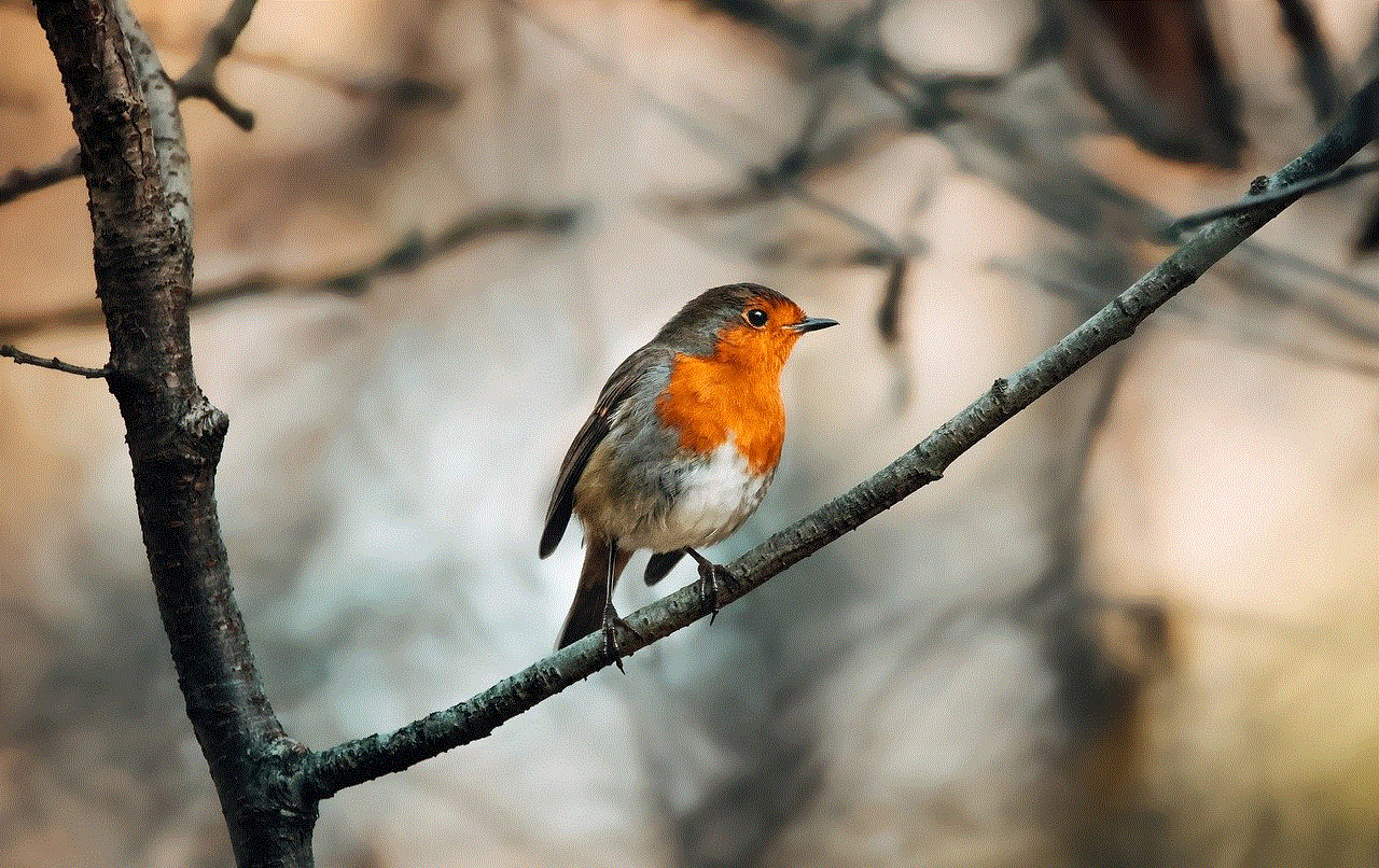 Robin Bird