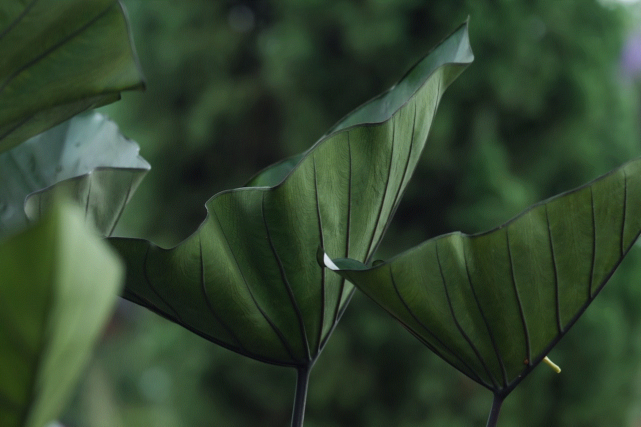 Green Leaves Caladium