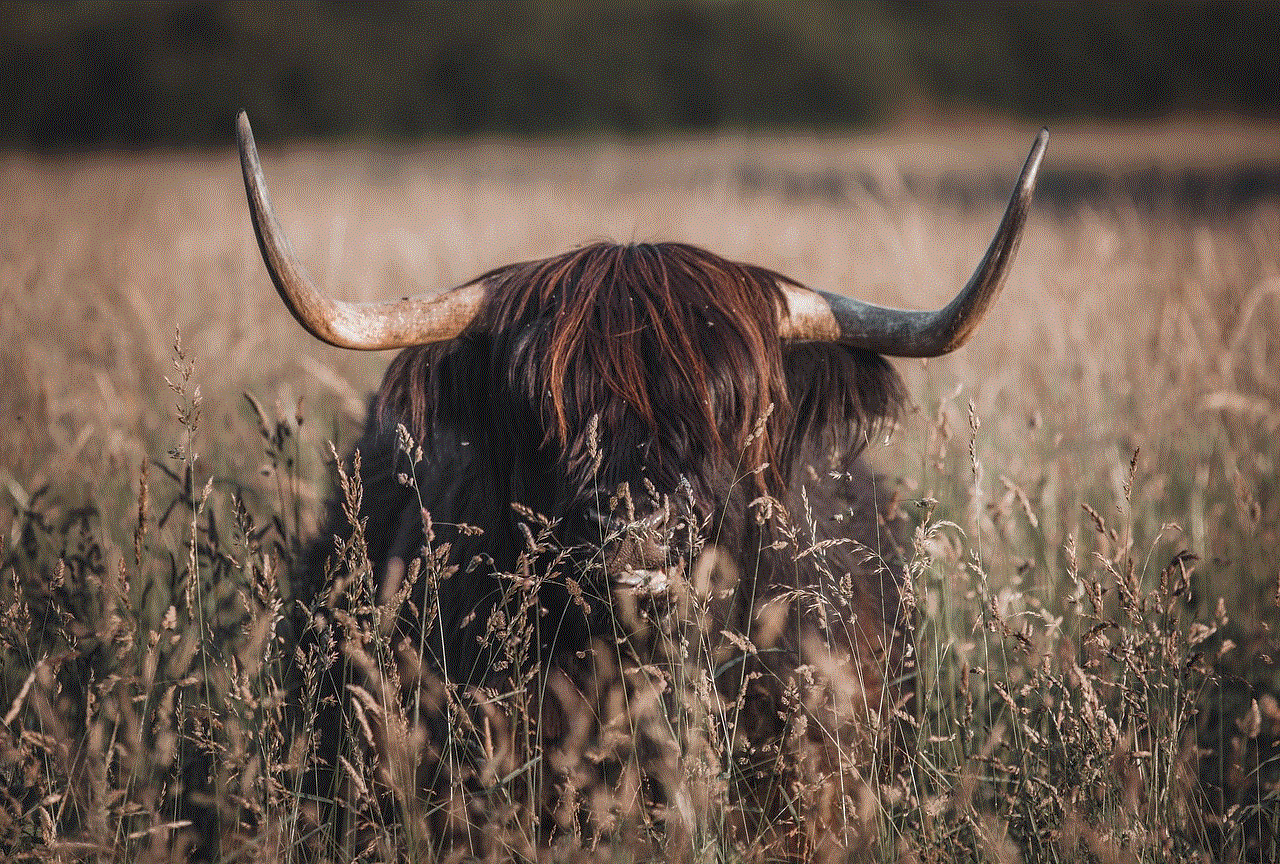 Highland Cow Meadow