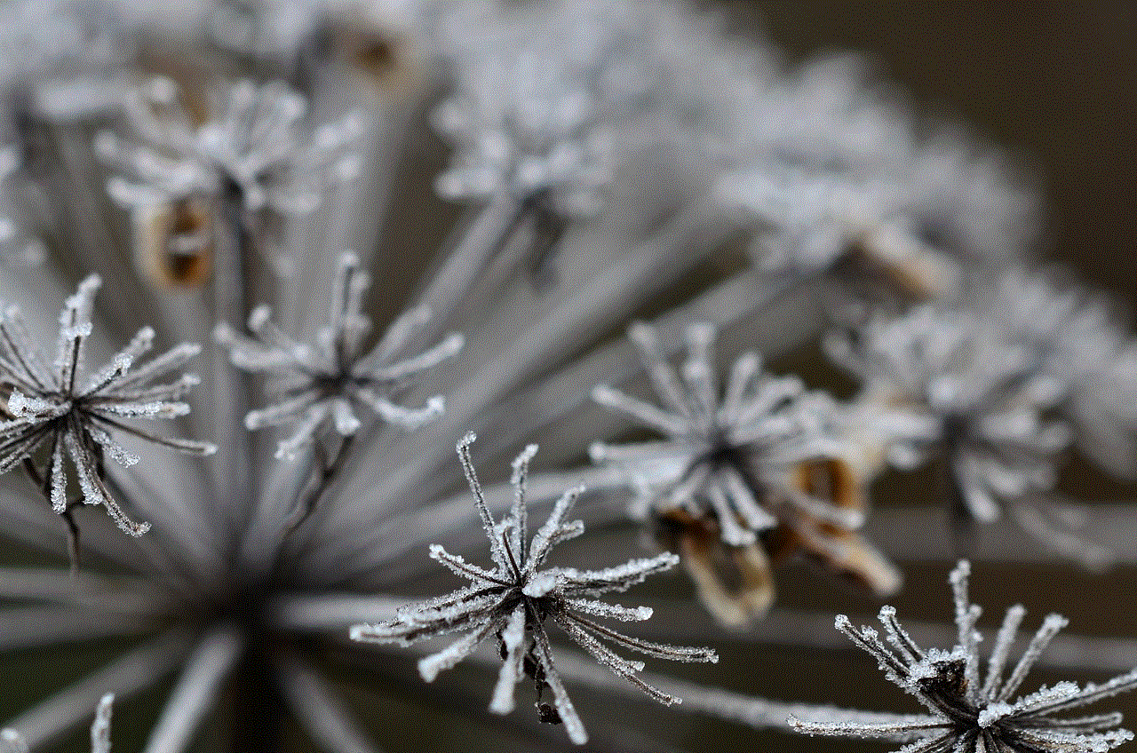 Wild Carrot Flower