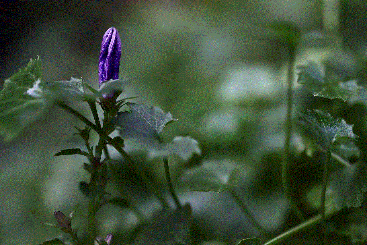 Bellflower Campanula