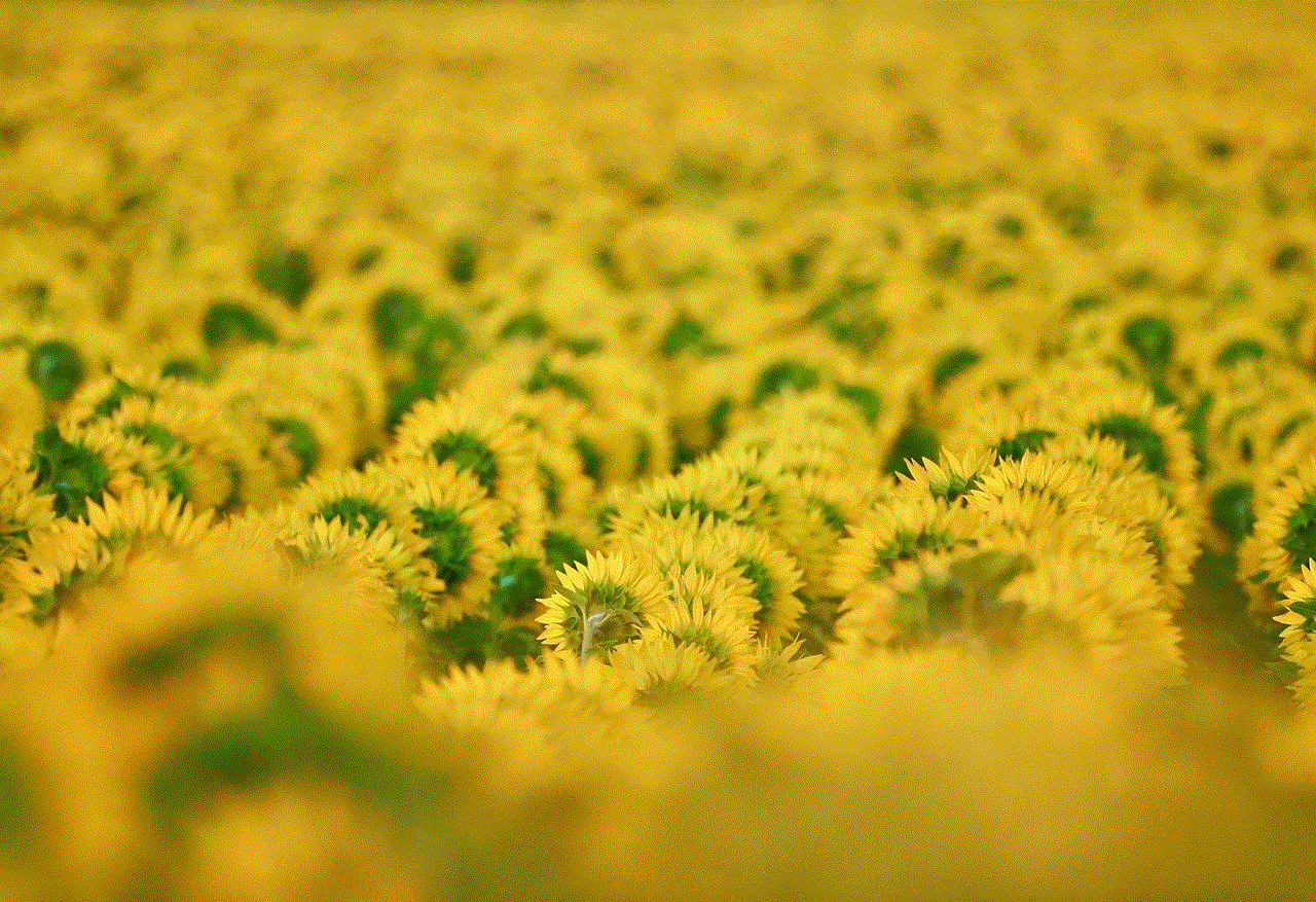 Sunflowers Field