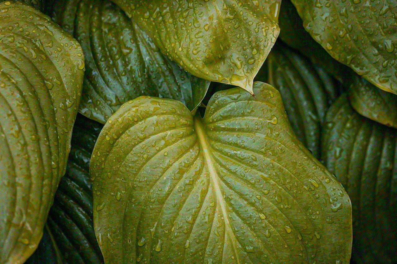 Leaves Plant