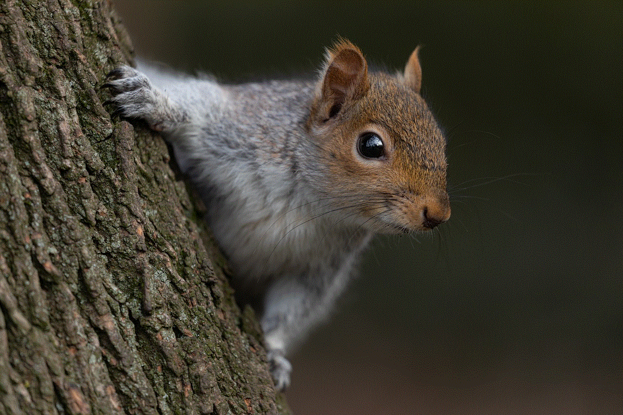 Animal Squirrel