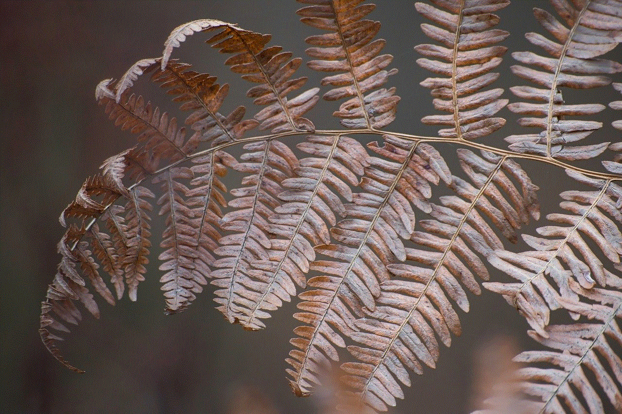 Fern Withered Fern
