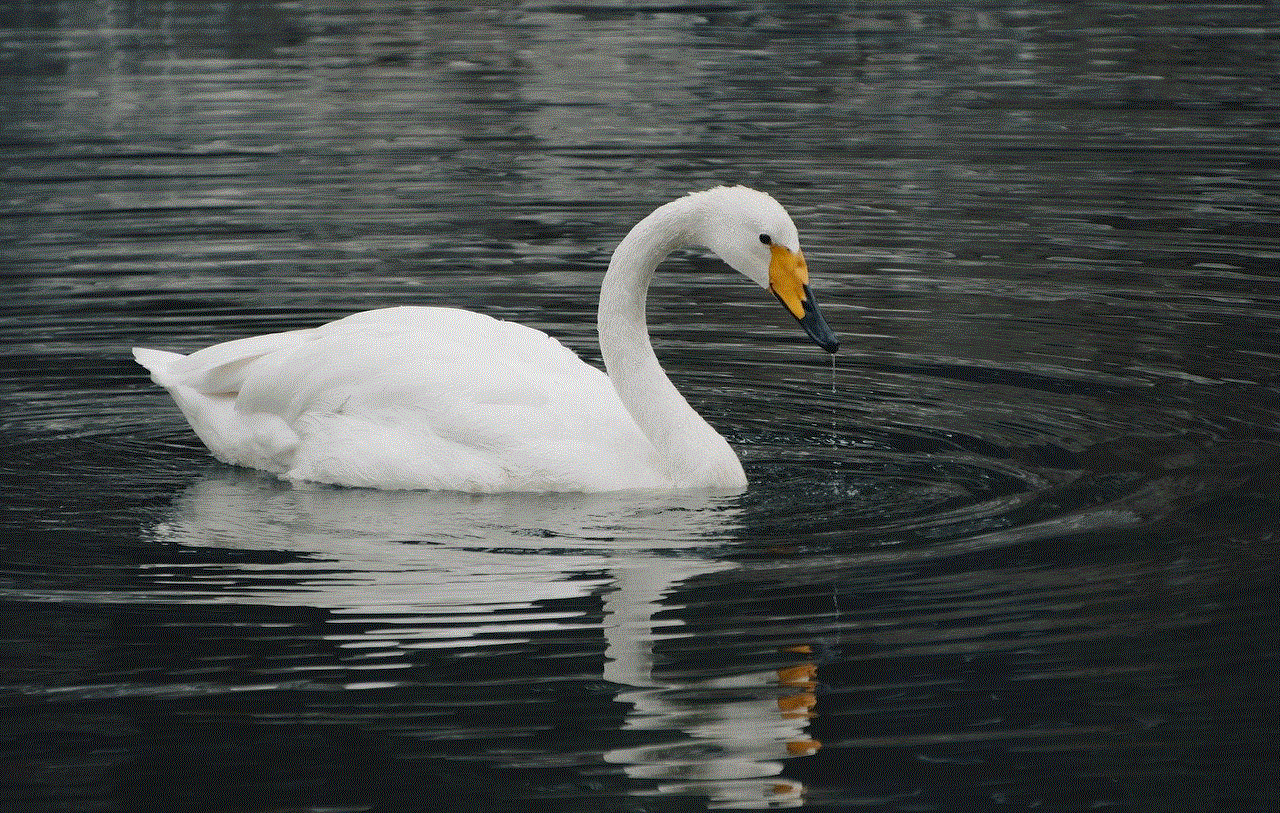 Swan Bird