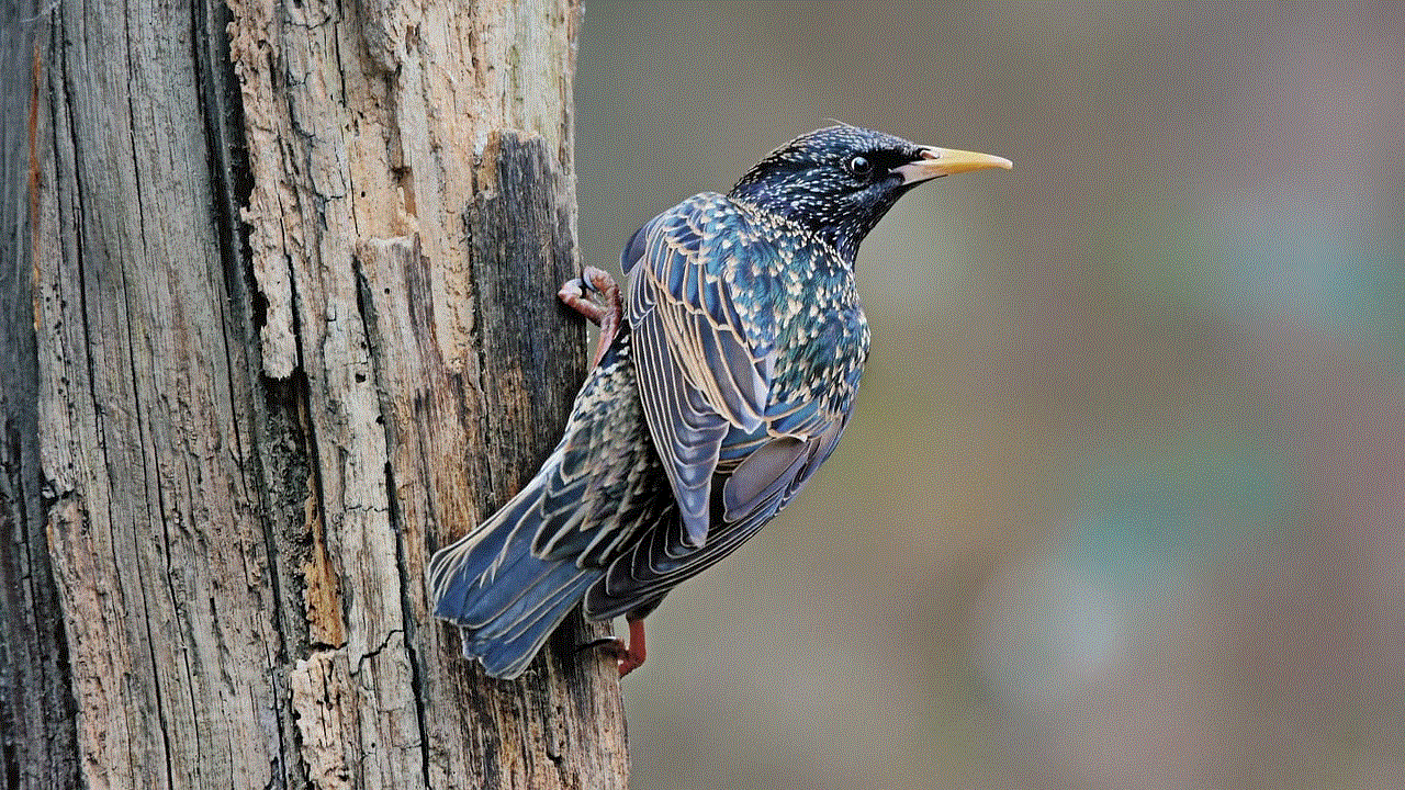 Starling Bird