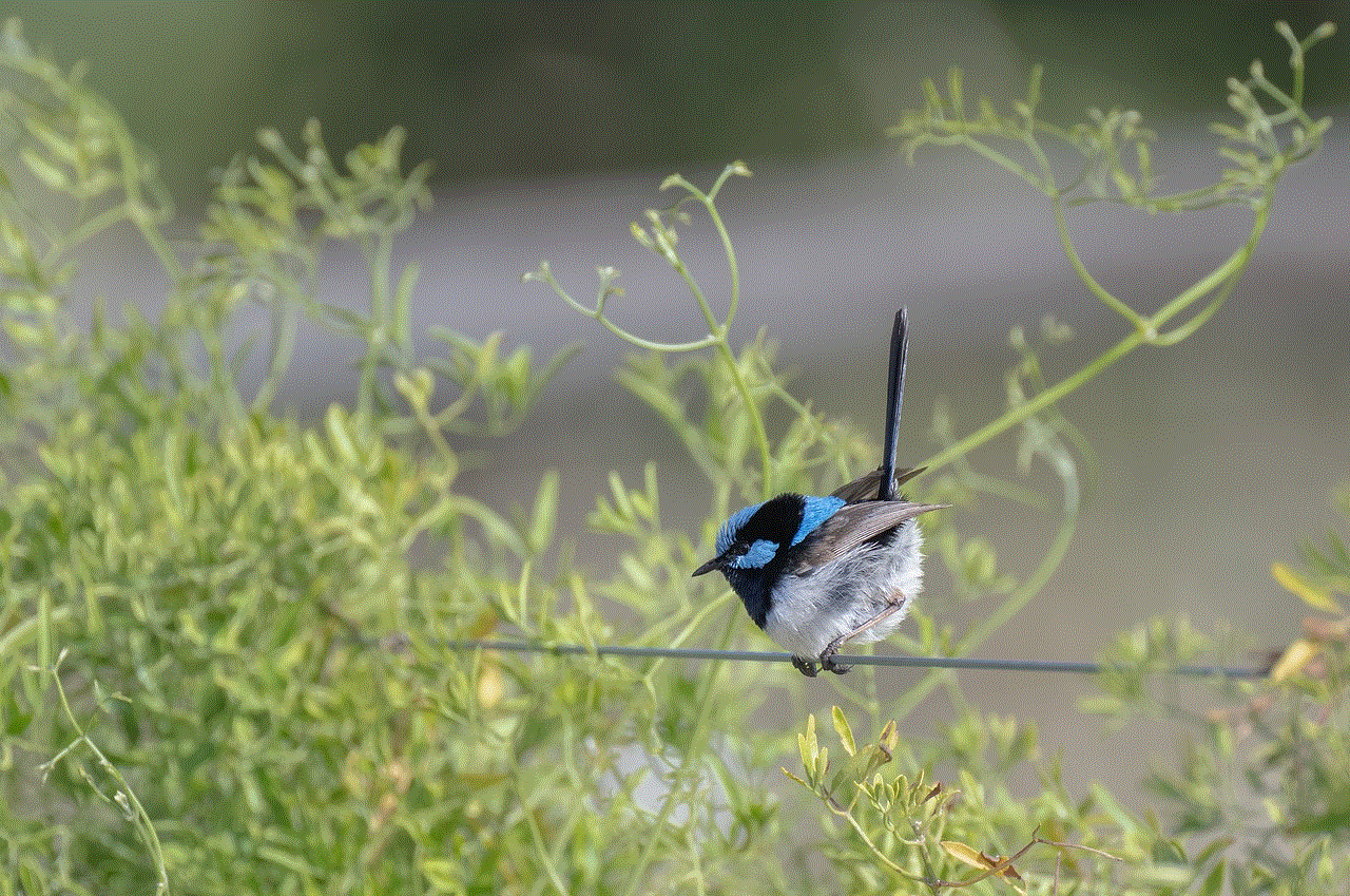 Superb Fairywren Bird