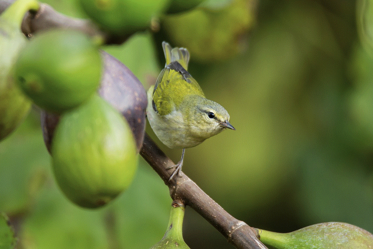 Tennessee Warbler Bird